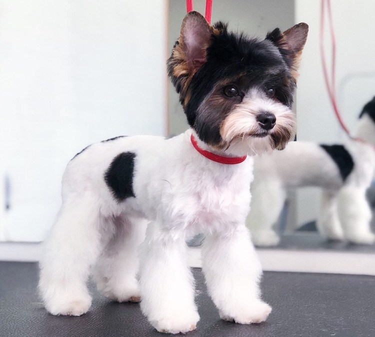 Бивер-Йоркширский терьер стрижки