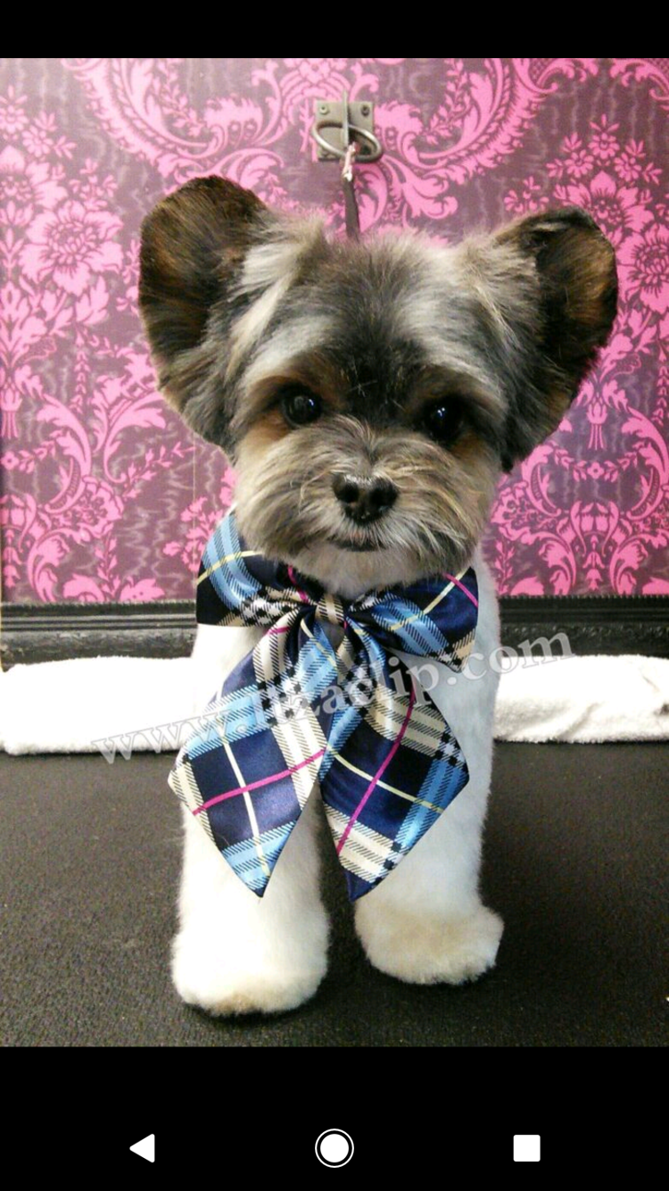 Бивер-Йоркширский терьер стрижки