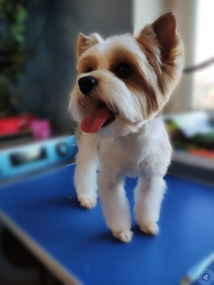 Бивер-Йоркширский терьер