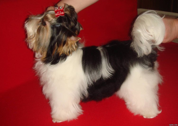 Стрижка головы Йорка вид сзади