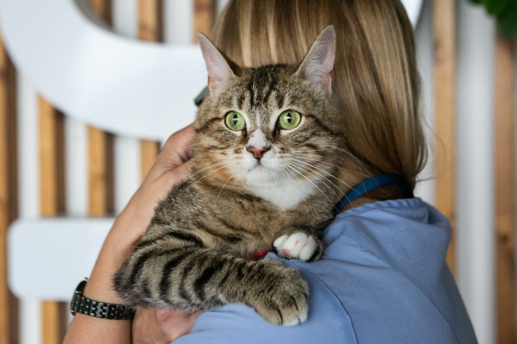 Самые дружелюбные породы кошек для детей