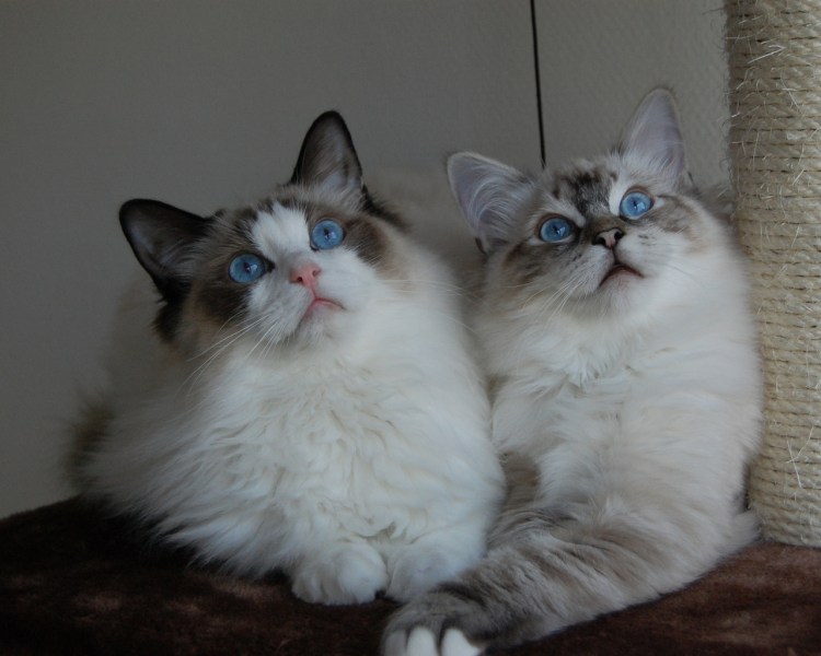 Кот Рэгдолл