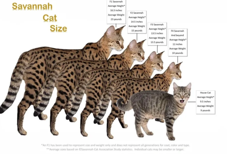 Порода Оцикет