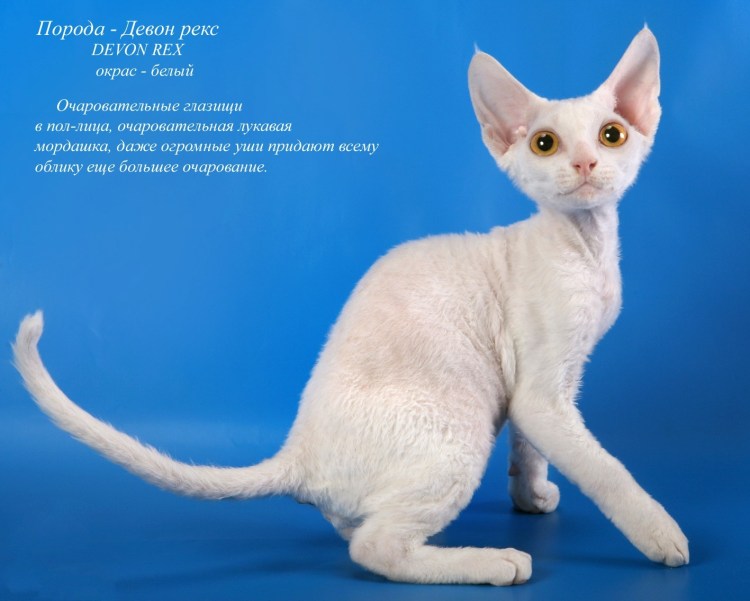 Породистые кошки и их названия