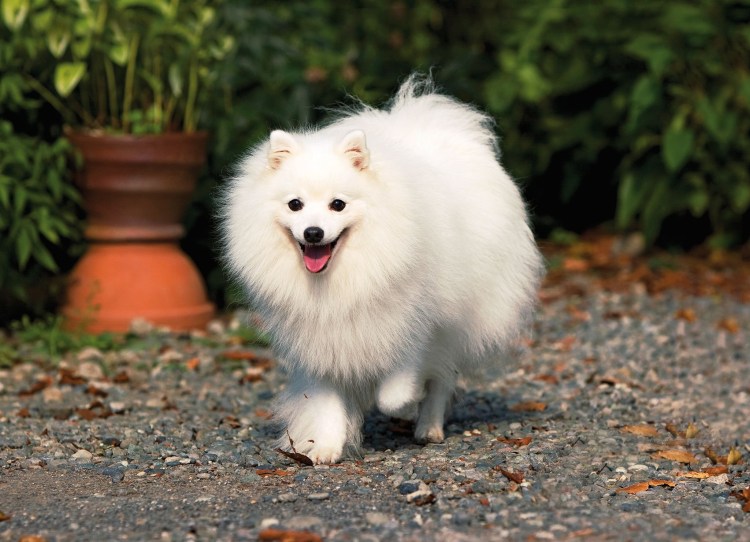 Японский шпиц карликовый