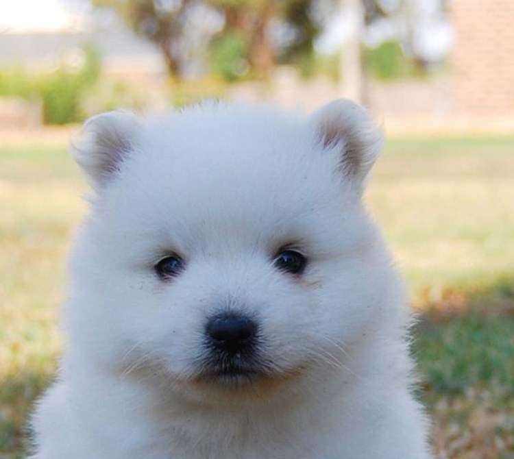 Шпиц китайский белый