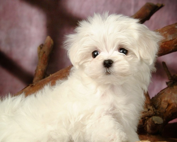 Мальтийская болонка мальтипу