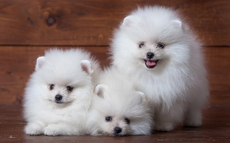 Микро померанский шпиц