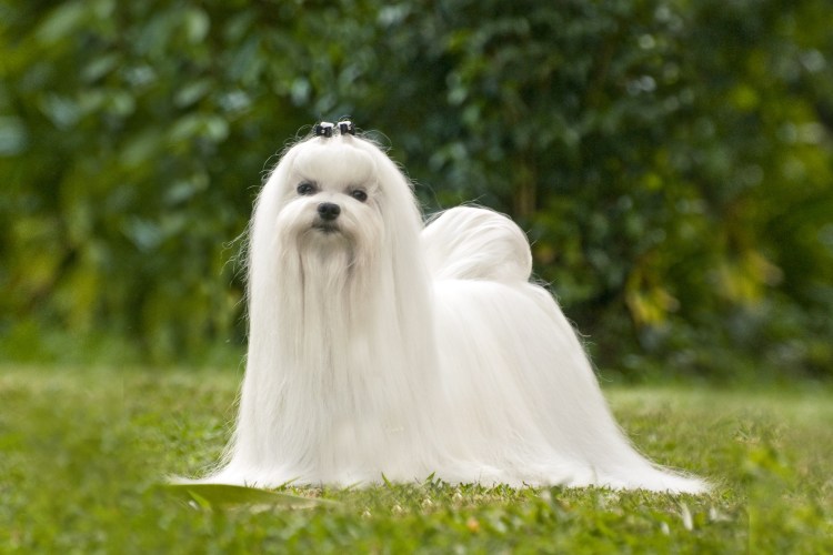 Собачка Мальтийская болонка