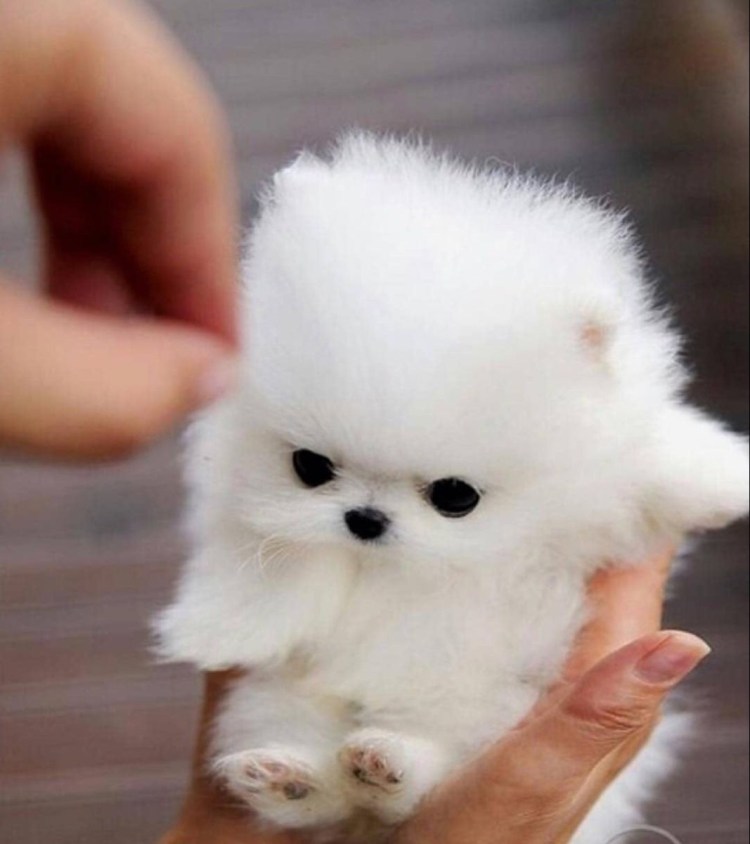 Щенки белые пушистые маленькие