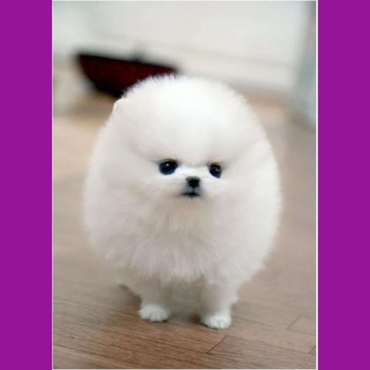 Маленькая белая собачка похожая на игрушку