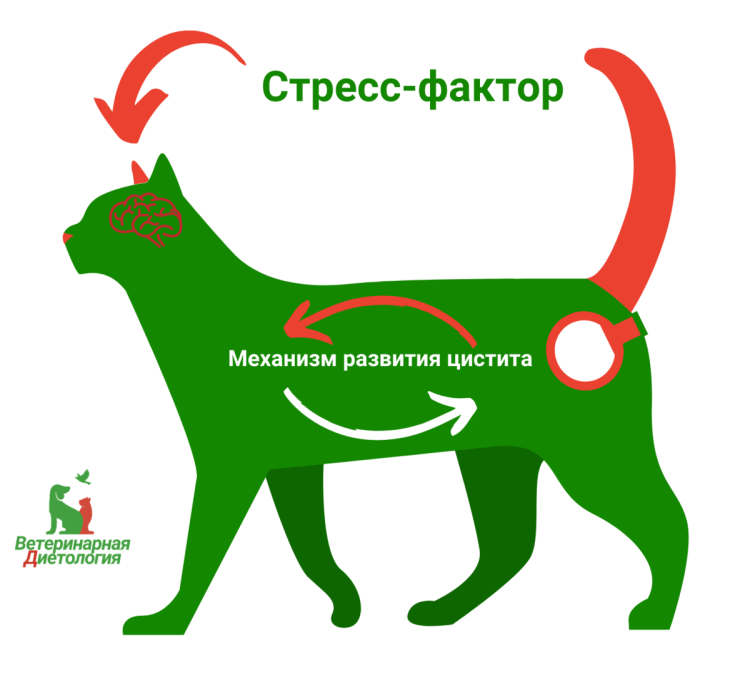 Стоп-цистит био суспензия для кошек 30 мл