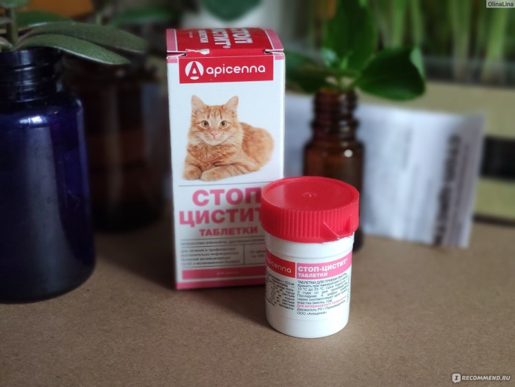 Кантарен при цистите для кошек