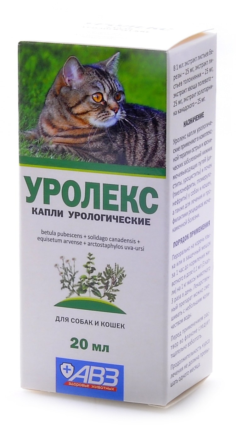 Цистит у кота котэрвин
