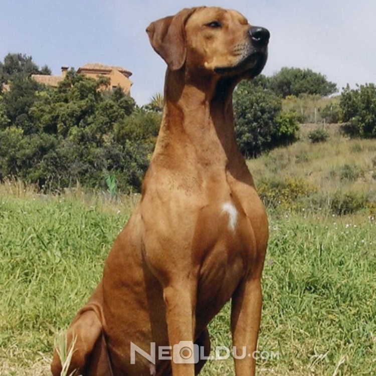 Гаву собака