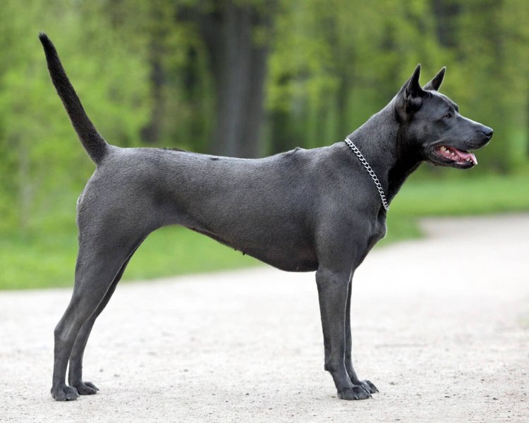 Родезийский Рич бэк