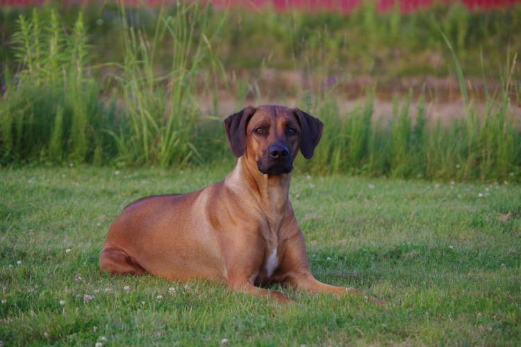 Взять питбуля из приюта в Москве