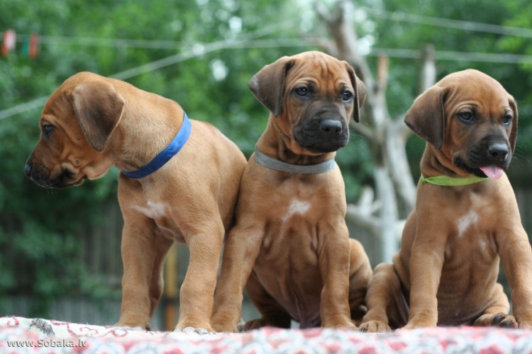 Рич собаки приют