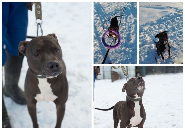 Родезийский риджбек