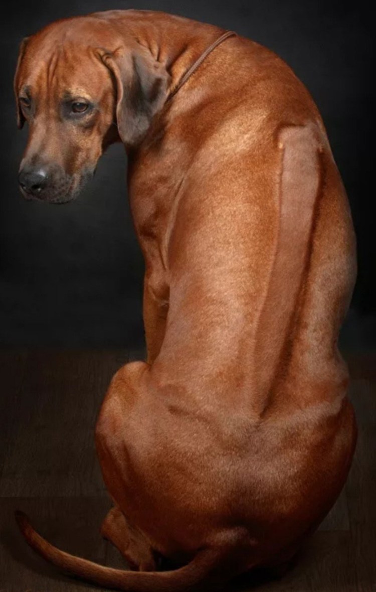 Родезийский риджбек