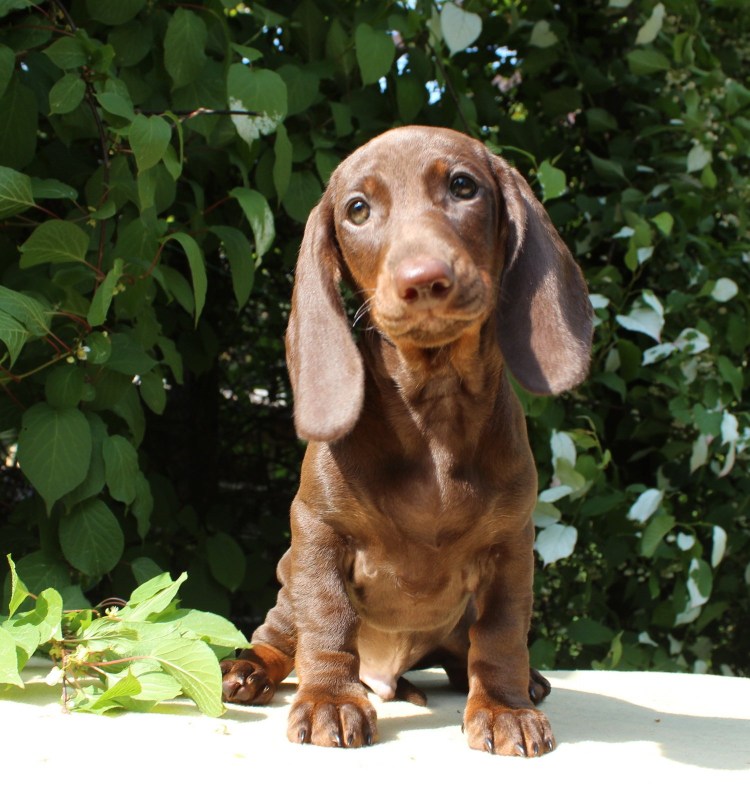 Американский Чарли собака