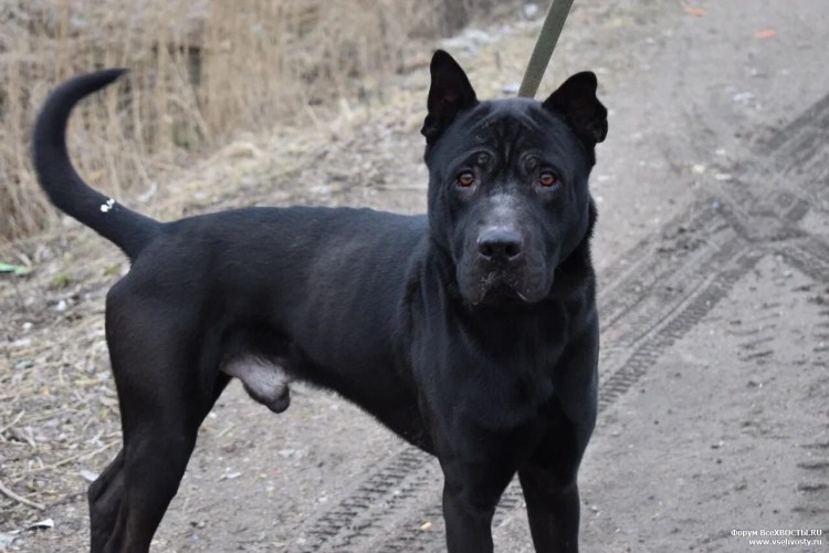 Родезийский риджбек