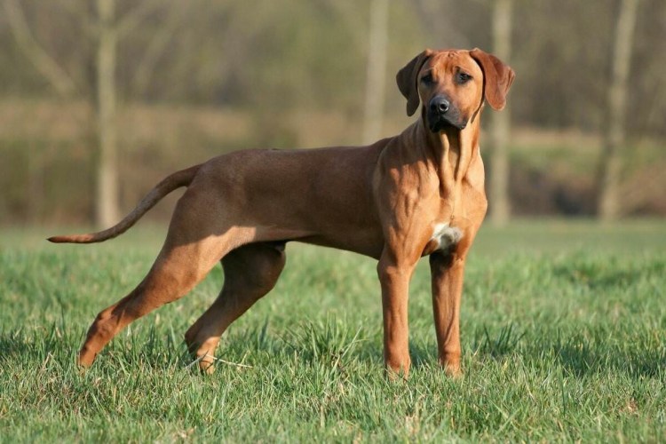 Родезийский риджбек гребень