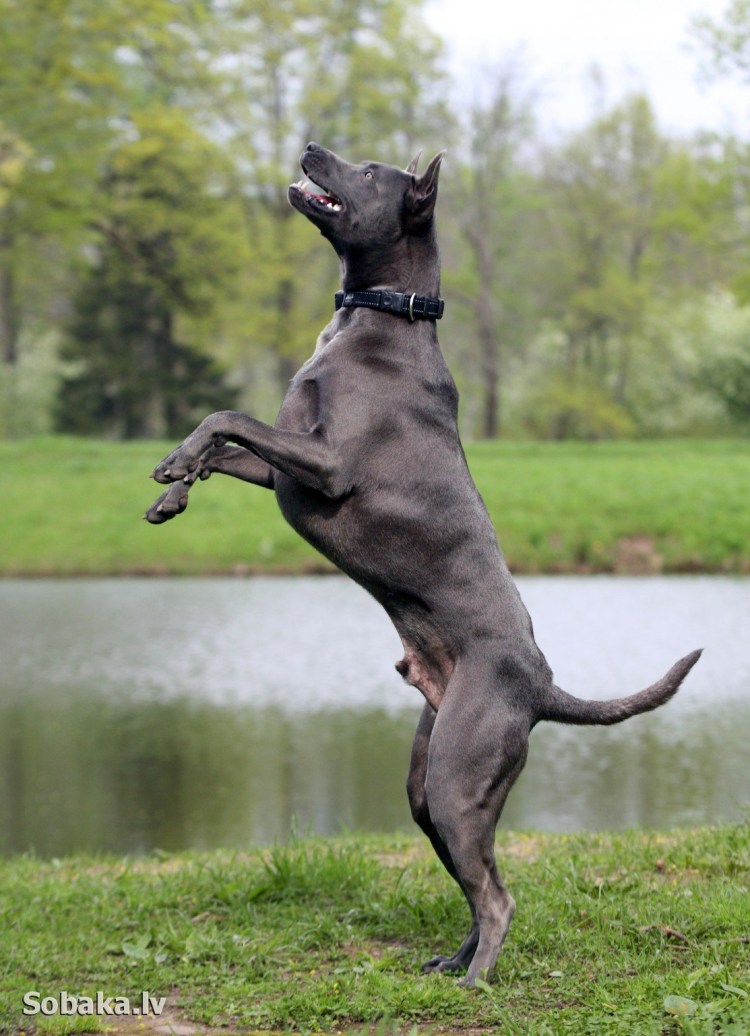 Собака породы Родезийский риджбек