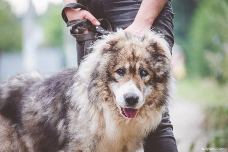 Родезийский риджбек щенки