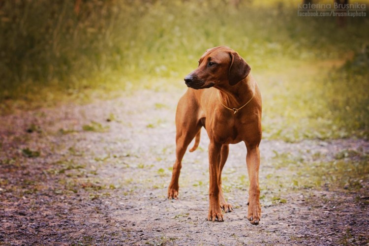 Родезийский риджбек