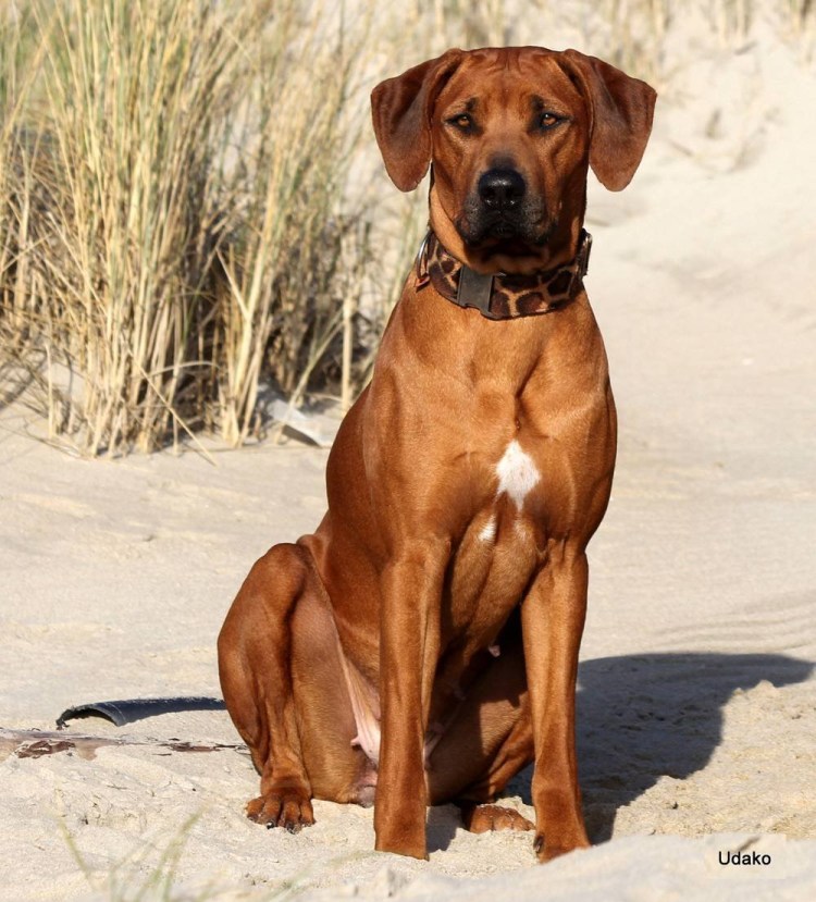 Родезийский риджбек щенки