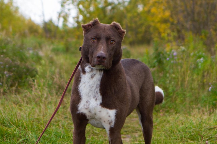 Тайский риджбек собака