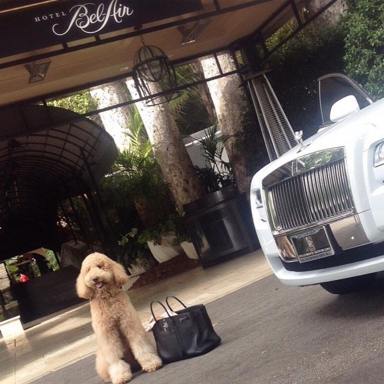 Родезийский Рич бэк