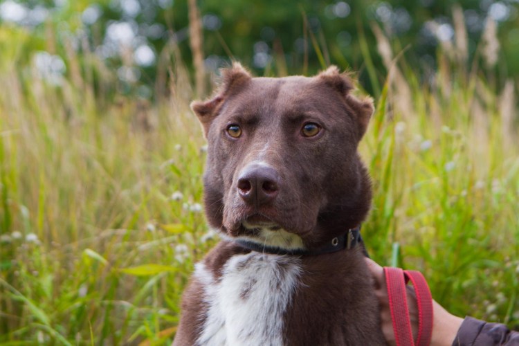 Американский стаффордширский терьер злой