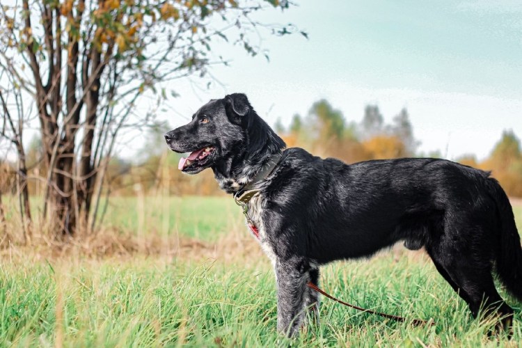 Родезийский риджбек