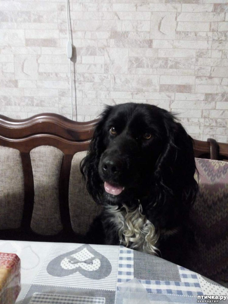 Выжгла собака