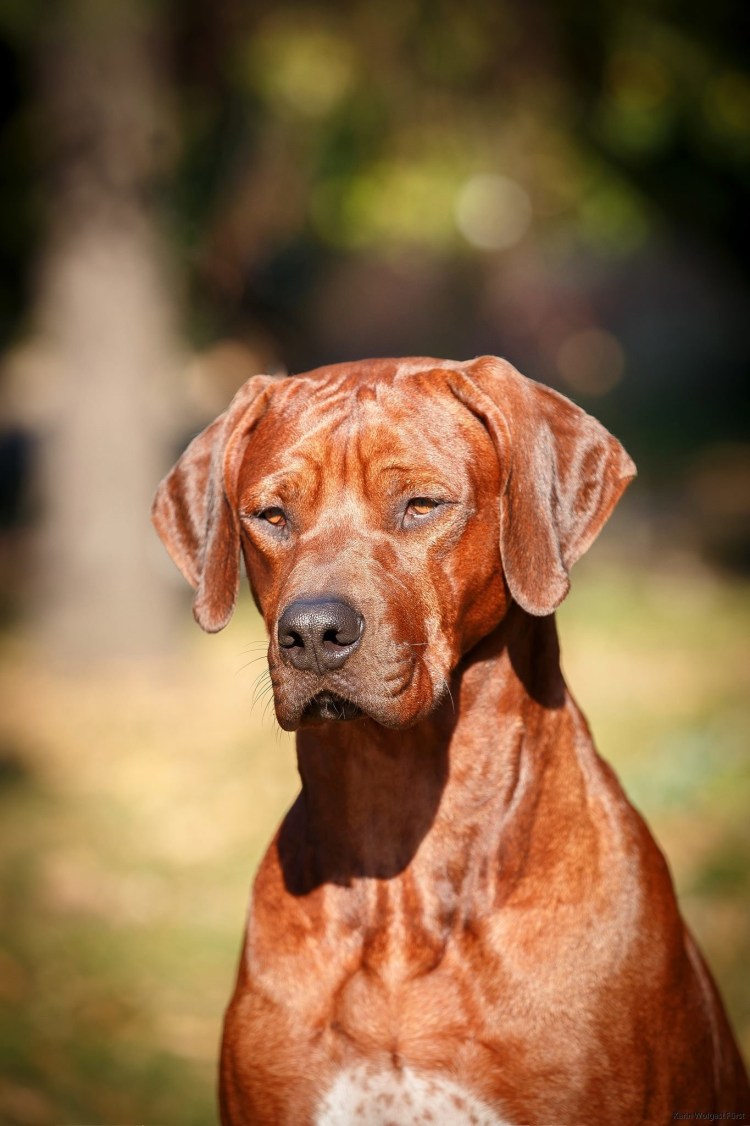 Беккер порода собак