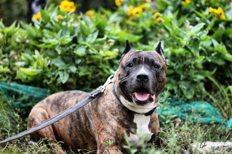 Харадзинмарк