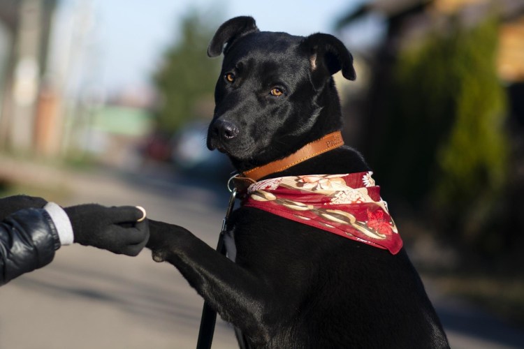 Родезийскийродезийский риджбек