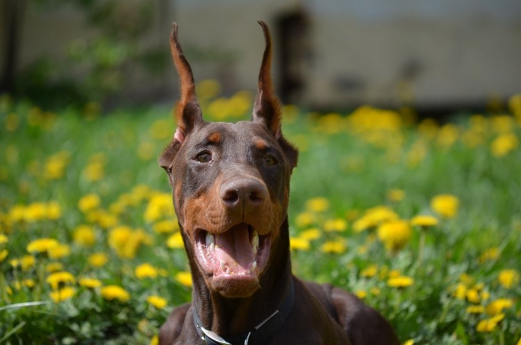 Родезийский Рич бэк