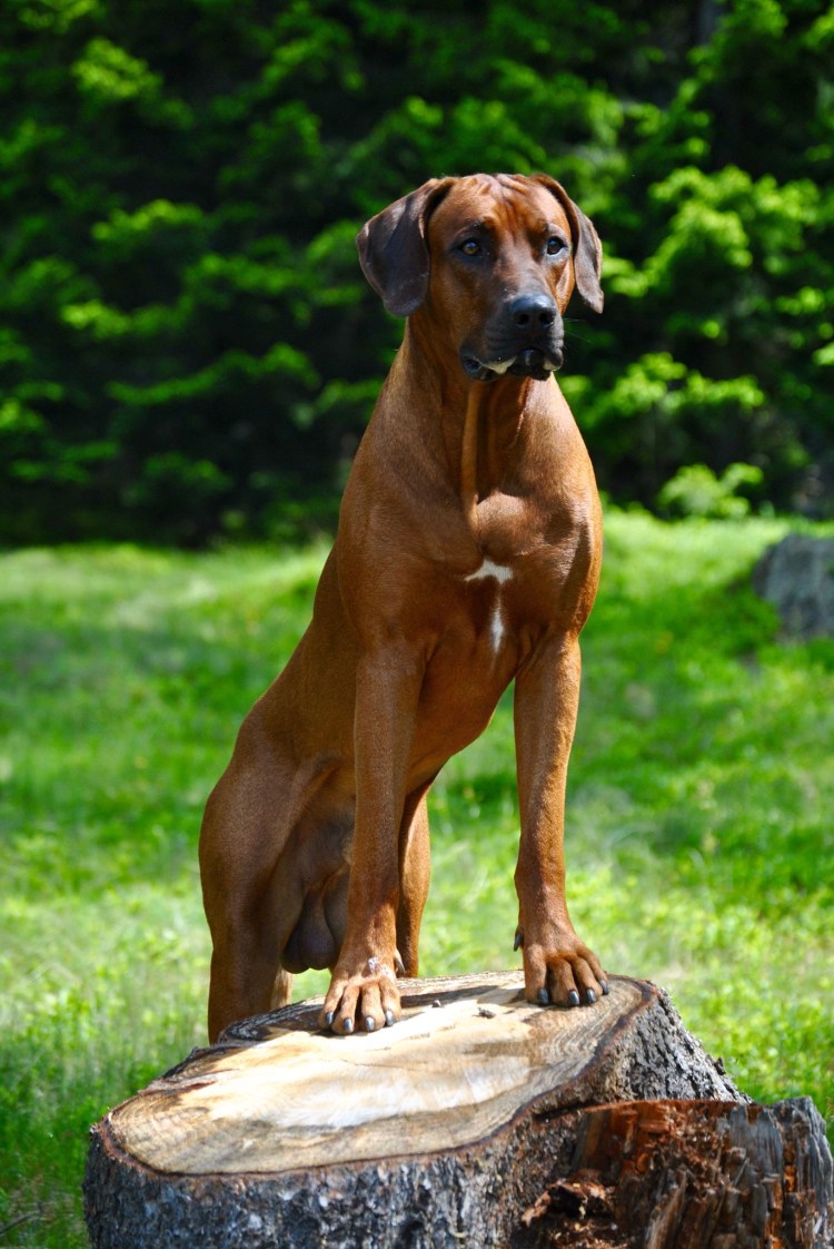 Овчарка красивыми буквами