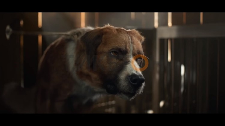 Родезийский риджбек Африканская львиная гончая