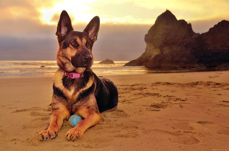 Риджбек Родезийский о породе