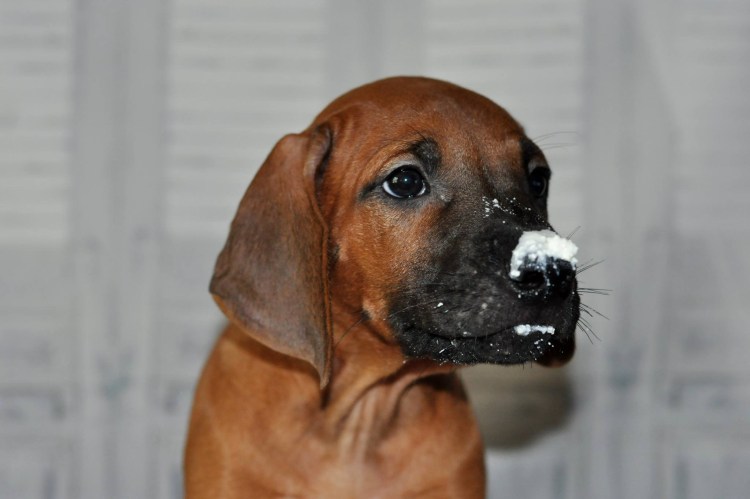 Кай, тигровая собака, Тоса ину