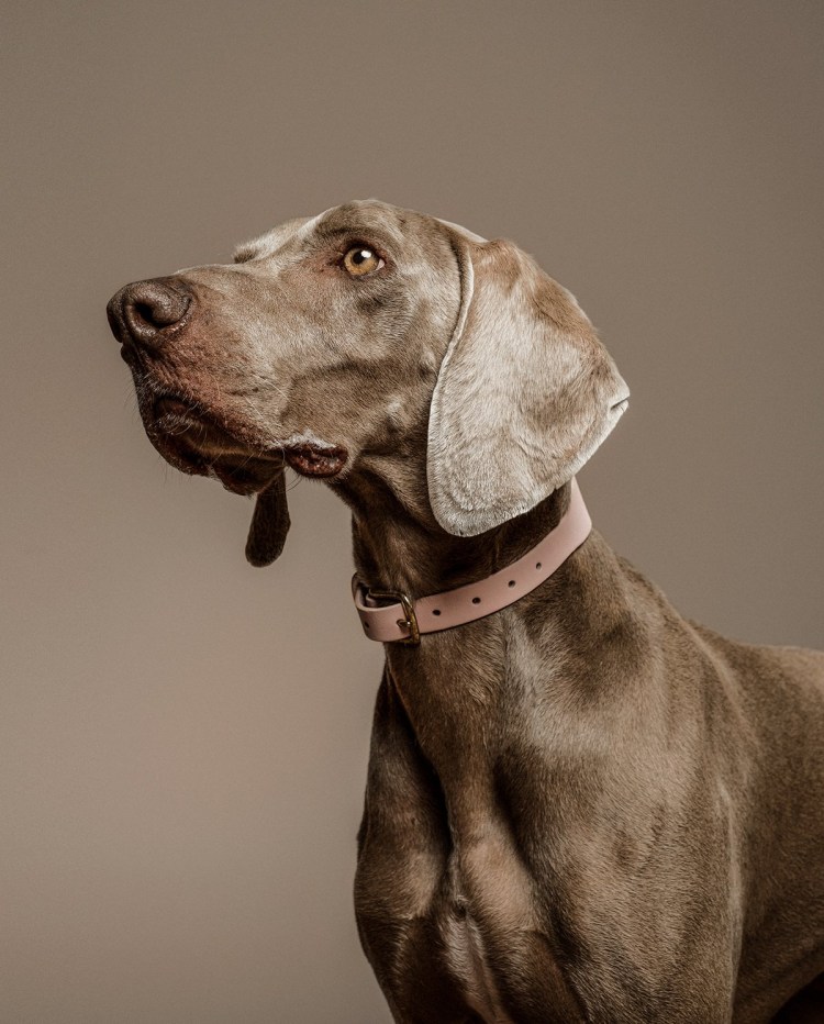 Тайский риджбек собака