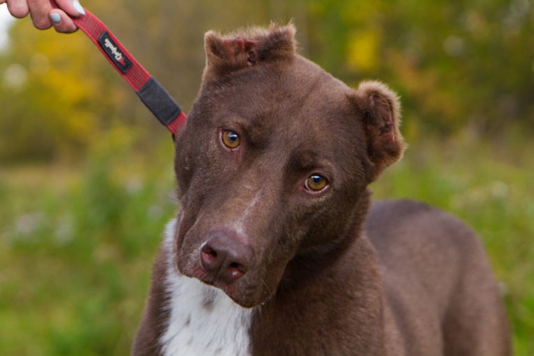 Роскошные собаки