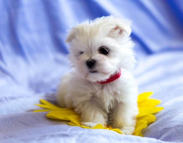 Мальтийская болонка Teacup