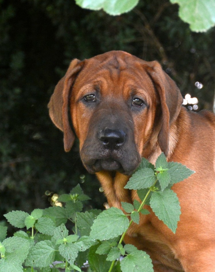 Зов предков