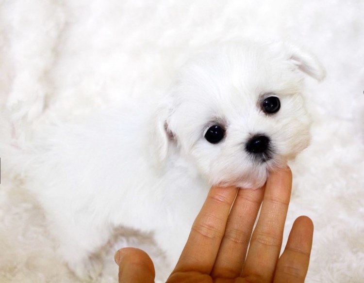 Мальтийская болонка Teacup