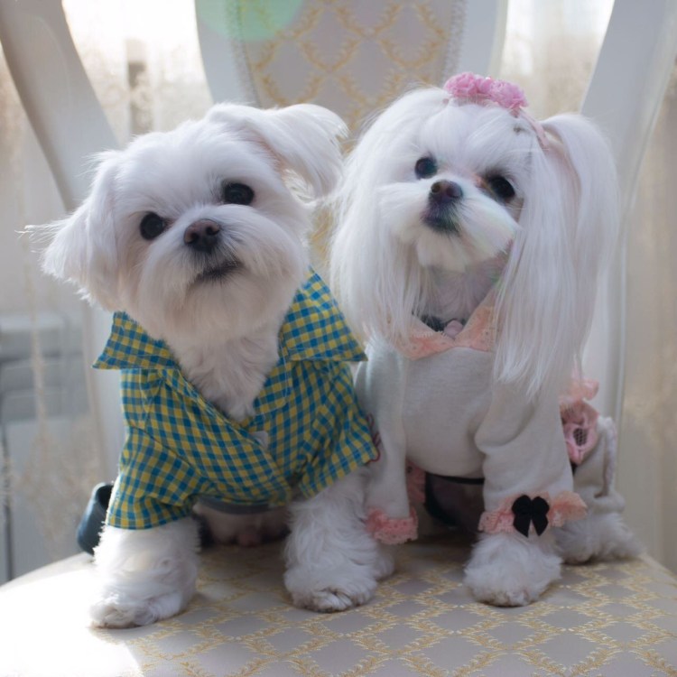 Мальтийская болонка Teacup